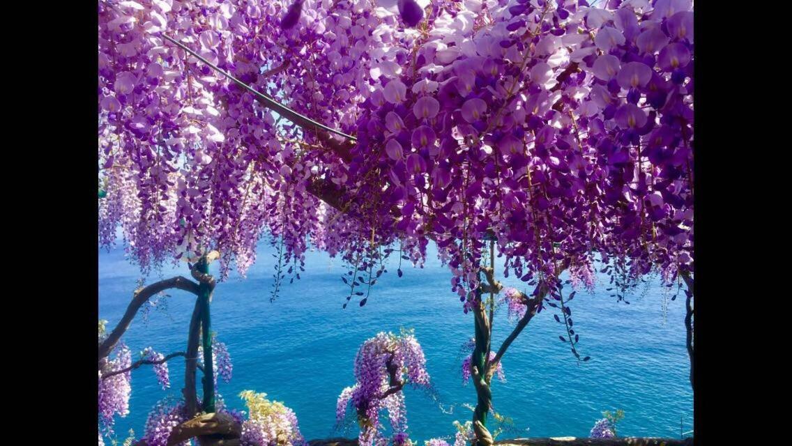 Villa Petit Ludovica Ravello Bagian luar foto
